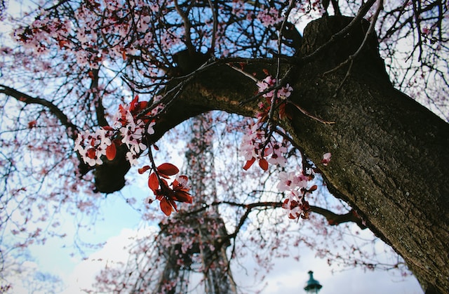 primavera en paris